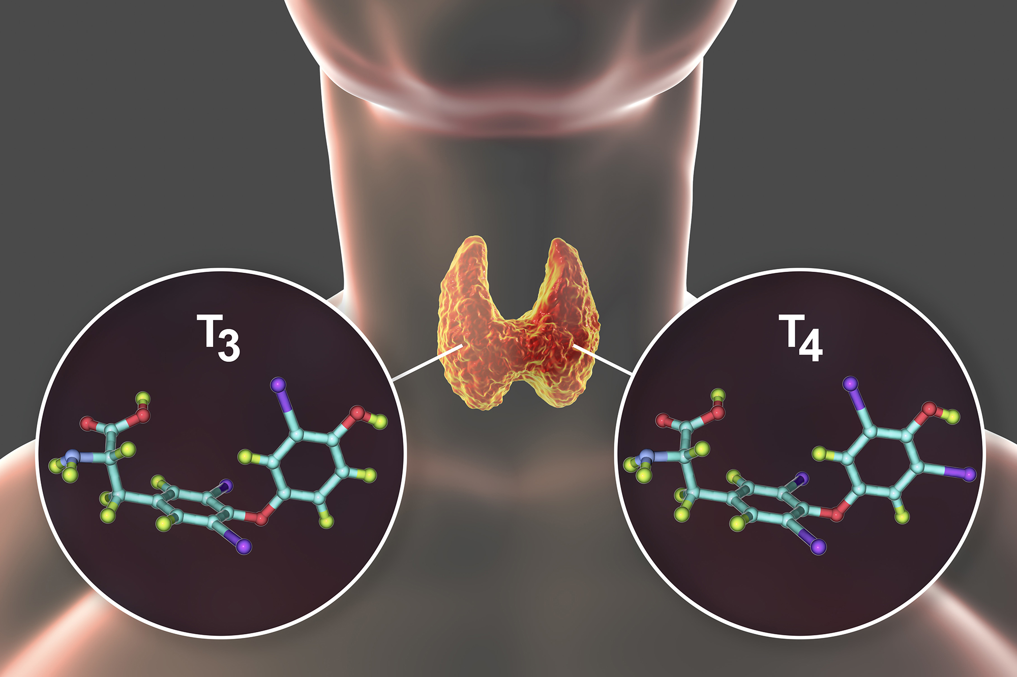 High and Low TSH Thyroid Levels